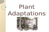 Plant Adaptations. Structure and Function The structure and function of plant parts is evidence of adaptation. Plant populations and species develop defenses.