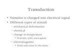 Transduction Stimulus is changed into electrical signal Different types of stimuli –mechanical deformation –chemical –change in temperature Warmth, cold,