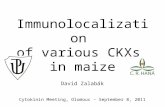 Immunolocalization of various CKXs in maize David Zalabák Cytokinin Meeting, Olomouc – September 8, 2011.