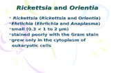 Rickettsia and Orientia Rickettsia (Rickettsia and Orientia) Rickettsia (Rickettsia and Orientia) Ehrlichia (Ehrlichia and Anaplasma)Ehrlichia (Ehrlichia.