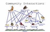 Community Interactions Community: Many species interacting in the same environment Three types of interactions: – Competition – Predation – Symbiosis.