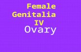 Female Genitalia IV Ovary. l Inflammation l Non-neoplastic cysts l Neoplasms.