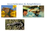 Invertebrates & Amphibians. Invertebrates  Invertebrates are animals without backbones. This simple definition hides the tremendous diversity found within.