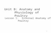 Unit B: Anatomy and Physiology of Poultry Lesson 1: Internal Anatomy of Poultry 1 1.