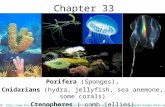 Chapter 33 Porifera (Sponges), Cnidarians (hydra, jellyfish, sea anemone, some corals) Ctenophores ( comb jellies) pictures from: