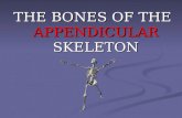 THE BONES OF THE APPENDICULAR SKELETON. the appendicular skeleton = 126 bones of the pectoral girdle, upper limbs, pelvic girdle, lower limbs the appendicular.