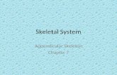 Skeletal System Appendicular Skeleton Chapter 7. Right Pectoral (Shoulder) Girdle.