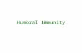 Humoral Immunity. B Cells and Humoral immunity The humoral response is carried out by antibodies which are produced by Plasma cells. Plasma cells are.