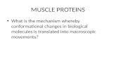 MUSCLE PROTEINS What is the mechanism whereby conformational changes in biological molecules is translated into macroscopic movements?
