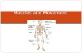 Topic 11.2 Muscles and Movement. Human Skeleton Axial skeleton Supports the axis, or trunk of the body. Consists of : the skull, enclosing and protecting.