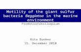 Promotionskolloquium Rita Dunker 15. December 2010 Motility of the giant sulfur bacteria Beggiatoa in the marine environment.