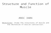 Structure and Function of Muscle ANSC 3404 Objectives: Study the structures of muscle and the mechanism of muscle contraction.