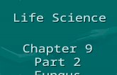 Life Science Chapter 9 Part 2 Fungus. Fungi water molds, bread molds, Sac fungi, yeasts, mushrooms and Penicillium sp. Usually require moist, dark and.