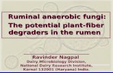 Ruminal anaerobic fungi: The potential plant-fiber degraders in the rumen __________________________ Ravinder Nagpal Dairy Microbiology Division, National.