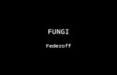 FUNGI Federoff. The Characteristics of Fungi Grow best in warm, moist environments Mycology is the study of fungi Mycologists study fungi A fungicide.
