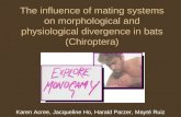 The influence of mating systems on morphological and physiological divergence in bats (Chiroptera) Karen Acree, Jacqueline Ho, Harald Parzer, Mayté Ruiz.