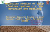 Molecular studies of Cumin (Cuminum cyminum L.), for diversity and modeling National Research Centre on Seed Spices, Tabiji, Ajmer, Rajsthan-305206 Presented.