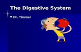 The Digestive System Dr. Timmel Dr. Timmel. What is the digestive system? The digestive system is a one-way tube the begins at the mouth and ends at the.
