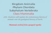 Kingdom Animalia Phylum Chordata Subphylum Vertebrata Class Mammalia SZ2- Students will explain the evolutionary history of animals over the geological.