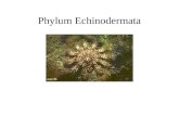 Phylum Echinodermata. General Characteristics They live only in the sea. They are characterized by spiny skin, an internal skeleton, a water vascular.