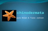 By: Shayna Brown & Tiara Jackson. Taxon: Echinodermata Echinodermata Animal; Phylum Which includes 21 Classes of Echinoderms such as starfish and many.