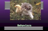Behaviors Behavior 5.5 min Squirrel secret agent.