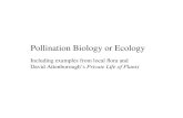 Pollination Biology or Ecology Including examples from local flora and David Attenborough’s Private Life of Plants.