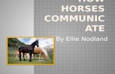 By Ellie Nodland.  Horses neigh when they are trying to locate other horses in their herd. Horses may also neigh when they are brought somewhere they.