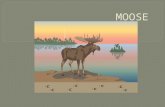 Moose originated in northern Eurasia and then spread east across Siberia into North America. The map, looking down on the earth from above the north.