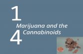 Marijuana and the Cannabinoids 14. 14 Marijuana and the Cannabinoids Background and History of Marijuana Basic Pharmacology of Marijuana Mechanisms of