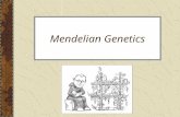 Mendelian Genetics. Mendel & His Pea Plants Genetics – the study of heredity Heredity – how traits are passed from parent to offspring A man by the name