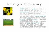 Nitrogen Deficiency Nitrogen (N) deficiency in plants can occur when woody material such as sawdust is added to the soil. Soil organisms will utilise any.