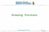 Knowing Potatoes. There are lots of different varieties of potato Can you explain how these potatoes look different from each other?