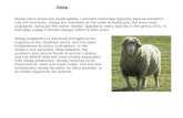 Sheep Sheep (Ovis aries) are quadrupedal, ruminant mammals typically kept as livestock. Like all ruminants, sheep are members of the order Artiodactyla,