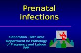 Prenatal infections elaboration: Piotr Uzar Department for Pathology of Pregnancy and Labour PAM.