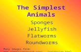 The Simplest Animals Sponges Jellyfish Flatworms Roundworms Many images from: .