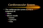 Cardiovascular System The cardiovascular system (CVS) is composed of:  Heart  Blood vessels  Arteries  Capillaries  Veins.