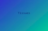 Tissues. Groups of that have similar structure and function. Tissues are classified on how cells are arranged and by what kind and how much interstitial.