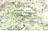 T HE E COLOGICAL F OOTPRINT What is your Ecological Footprint-Questions.