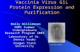 Vaccinia Virus G1L Protein Expression and Purification HHMI Summer Undergraduate Research Program 2004 Laboratory of Dr. Dennis Hruby Oregon State University.