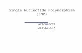 Single Nucleotide Polymorphism (SNP) ACTCGAGCTA ACTCGCGCTA.