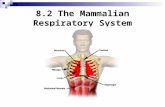 8.2 The Mammalian Respiratory System. The Respiratory System Respiration: The exchange of oxygen & carbon dioxide between an organism & its external environment.