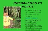 INTRODUCTION TO PLANTS Plants evolved in terrestrial environments from a green algae ancestor which itself was presumably adapted to very shallow waters,