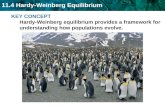 11.4 Hardy-Weinberg Equilibrium KEY CONCEPT Hardy-Weinberg equilibrium provides a framework for understanding how populations evolve