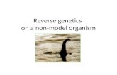 Reverse genetics on a non-model organism. Reverse genetics Gene in hand. What’s its function?