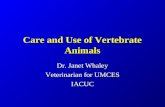 Care and Use of Vertebrate Animals Dr. Janet Whaley Veterinarian for UMCES IACUC.