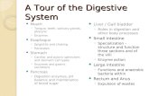 A Tour of the Digestive System Mouth ◦ Tongue, teeth, salivary glands, pharynx ◦ Enzymes Esophagus ◦ Epiglottis and choking ◦ Peristalsis Stomach ◦ Cardiac.