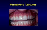 Permanent Canines. Introduction “Cornerstones of the mouth” - 3rd from midline (“eye-teeth”) Situated between incisors and premolars Form: single cusp.
