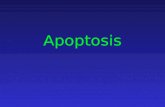 Apoptosis. Necrosis and Apoptosis Apoptosis Morphological