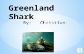 By: Christian. Habitat  Greenland sharks like it very cold.  They live in North Atlantic waters around Greenland, Canada and Iceland.  They are very.